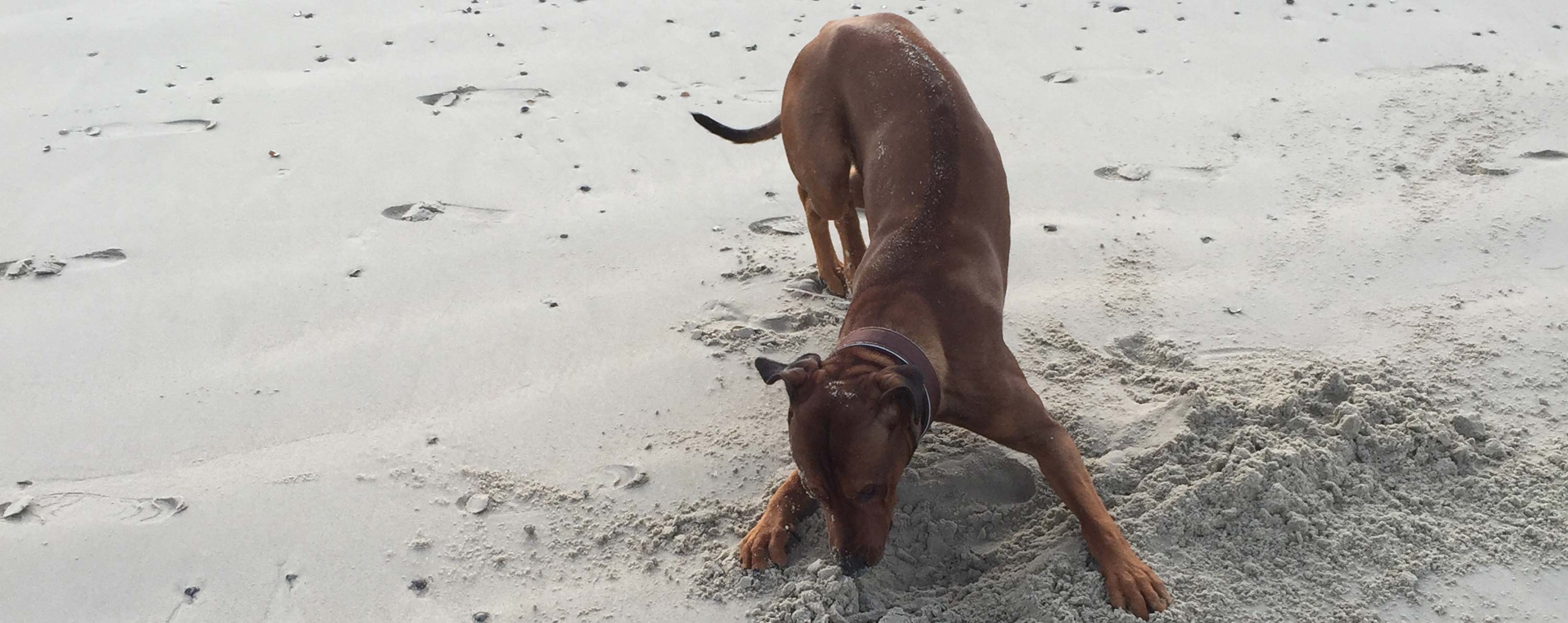 Hund am Strand